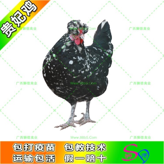 南宁贵妃鸡鸡苗  贵妃鸡