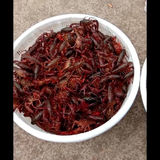 合肥 小龙虾   人工养殖