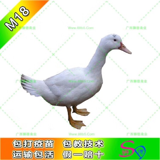 南宁一点头鸭苗 m18