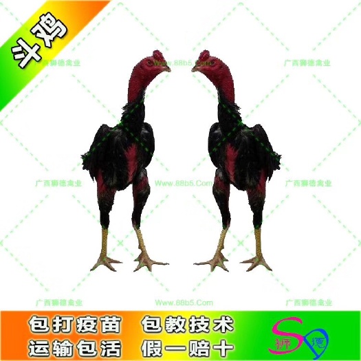 南宁 越南鬼子斗鸡苗