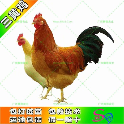 南宁三黄鸡苗 三黄鸡