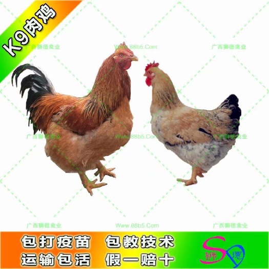 南宁k9肉鸡苗882 K9肉鸡
