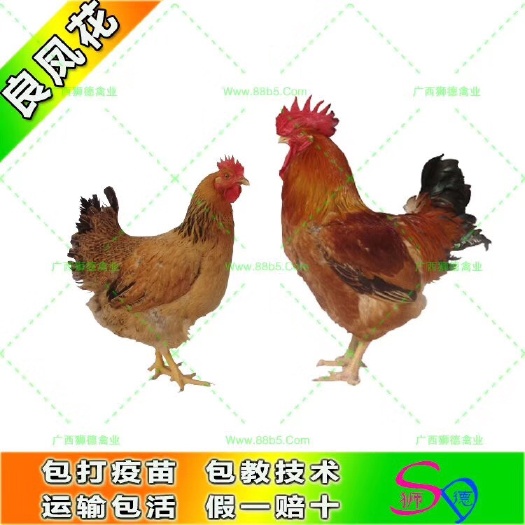 南宁良凤花鸡苗 肉鸡 良凤花