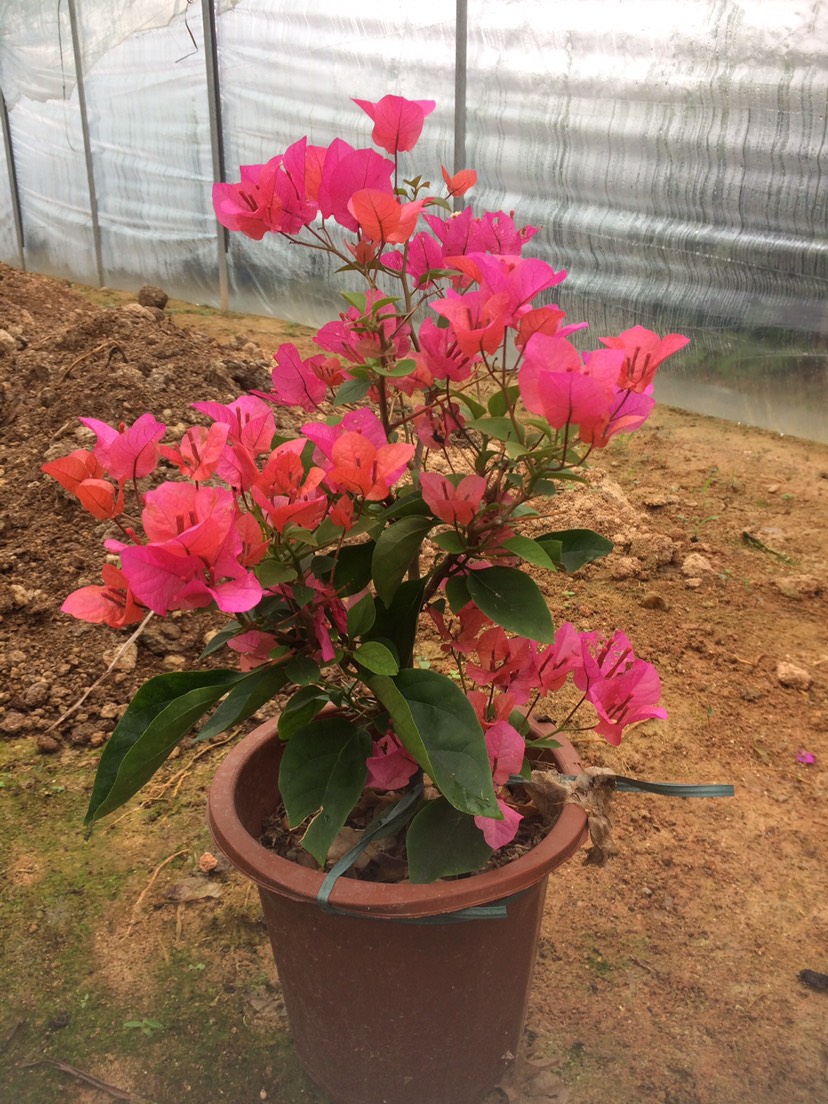  四季水红三角梅，勤花之王