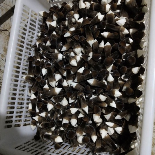 单县鸡枞菌  黑皮鸡纵1-4级 产地直发