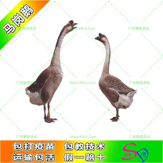 南宁 马岗鹅