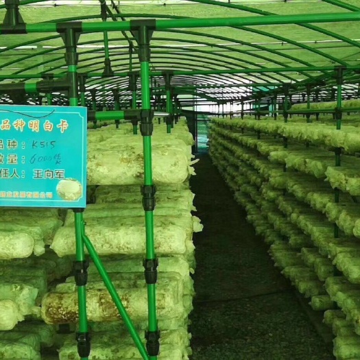 天津连栋棚
