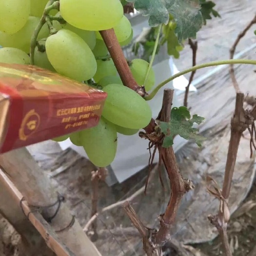 饶阳县维多利亚葡萄 优质维多利亚大量供应