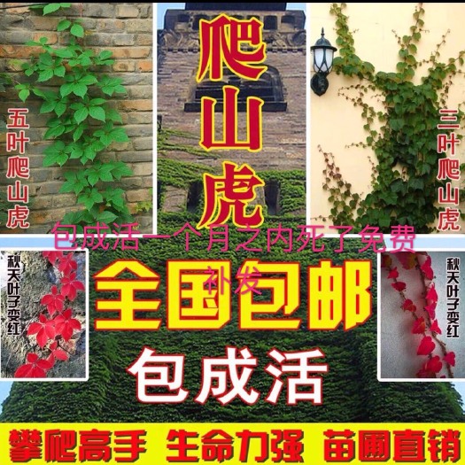 沭阳县爬山虎  苗爬藤植物室内阳台盆栽四季户外攀援花卉红色五叶爬墙