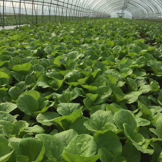靖江市上海青 大量提供蔬菜