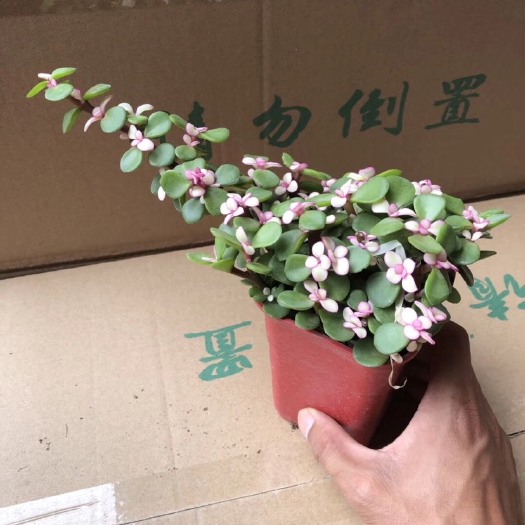 漳州 金枝玉叶 小悬崖