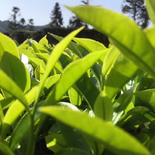 五华县高山绿茶 二级 散装