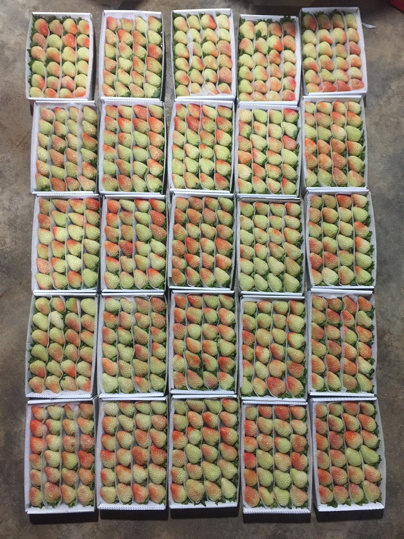  蒙特瑞草莓