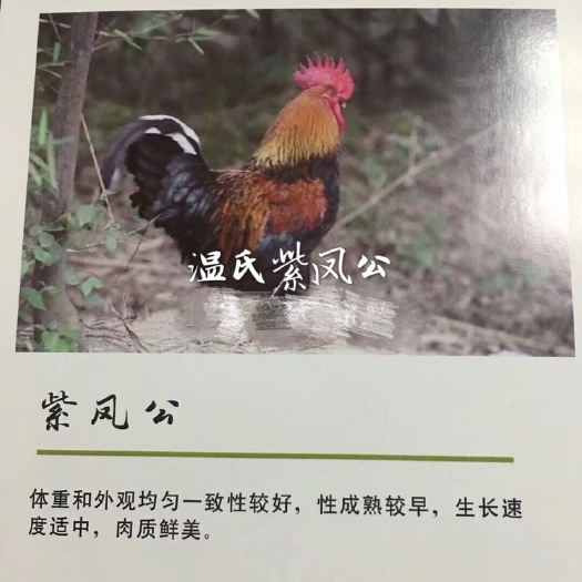 广州 紫凤公/黑1.8鸡苗