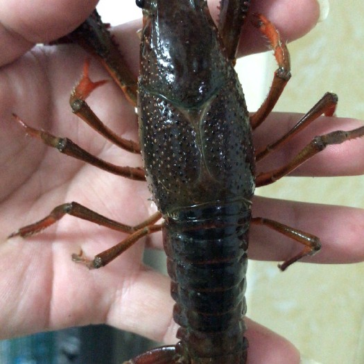 潜江市潜江小龙虾 4-6钱 湖虾