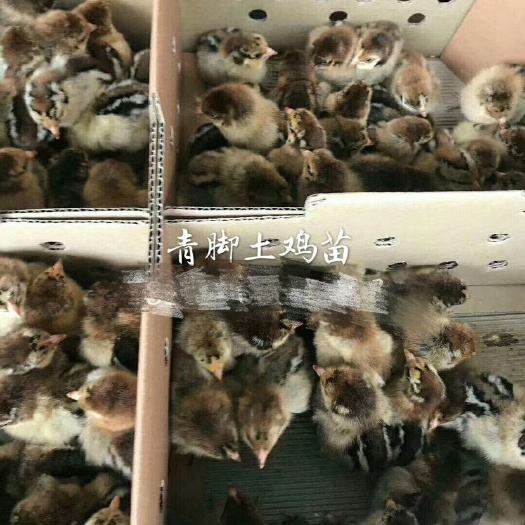 广州 青脚土鸡苗