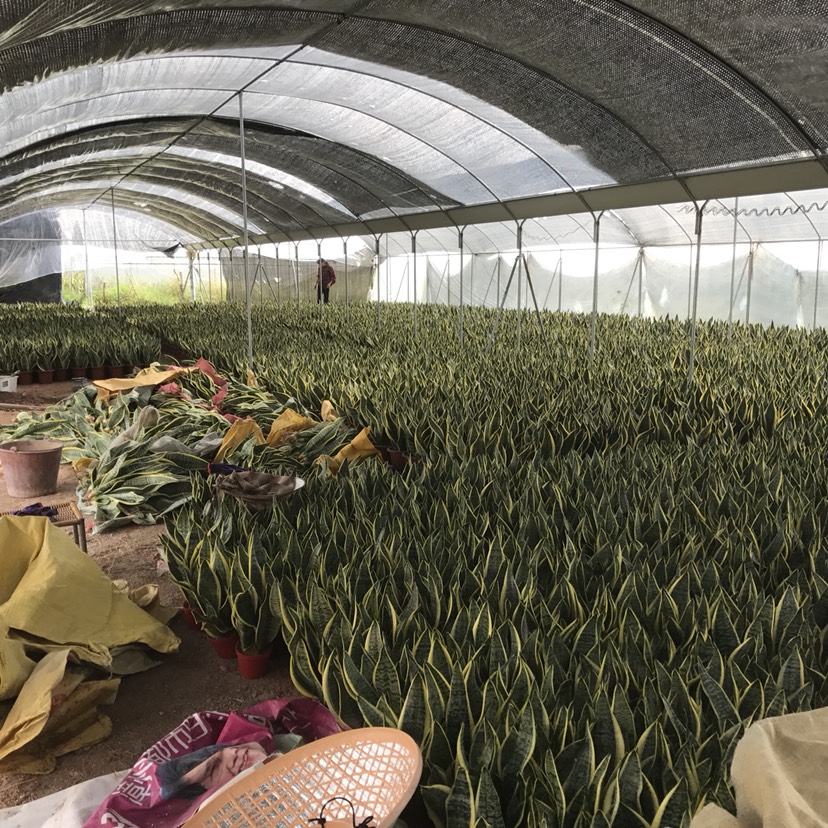虎皮兰  虎 皮兰 虎尾兰带盆基地直发 一手货源