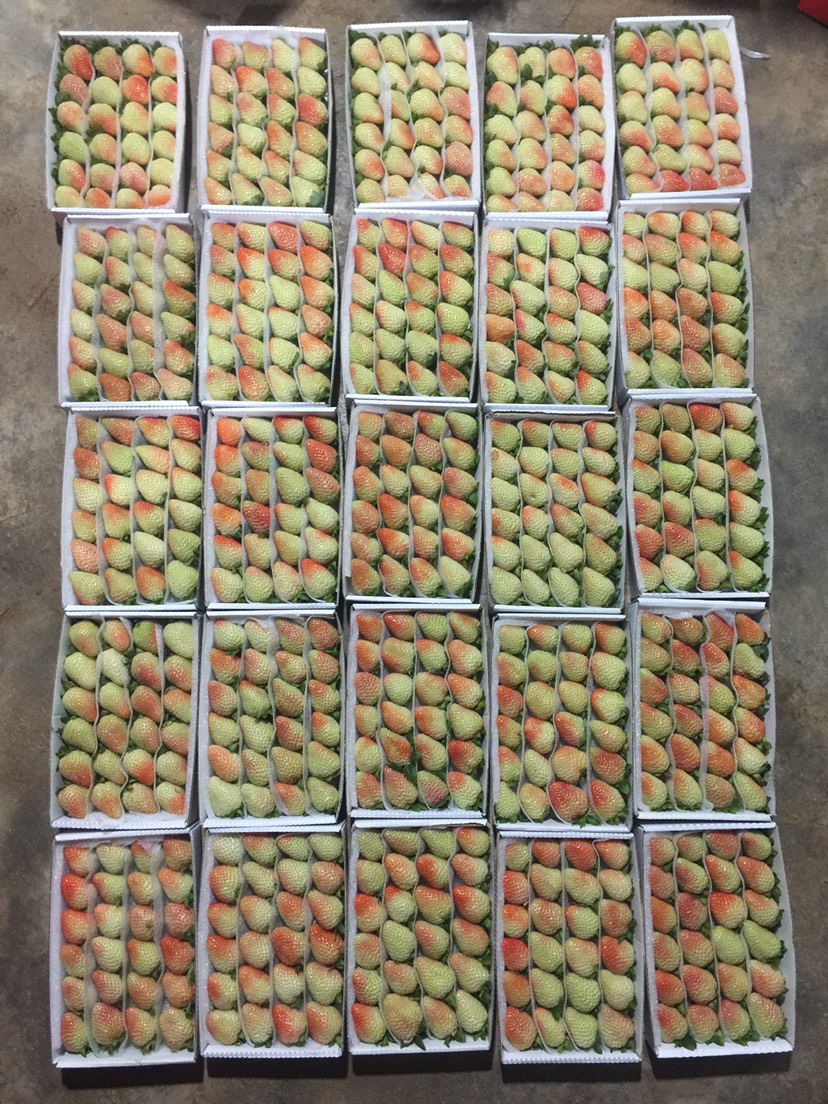  蒙特瑞草莓