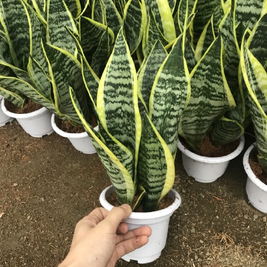 虎皮兰  虎 皮兰 虎尾兰带盆基地直发 一手货源