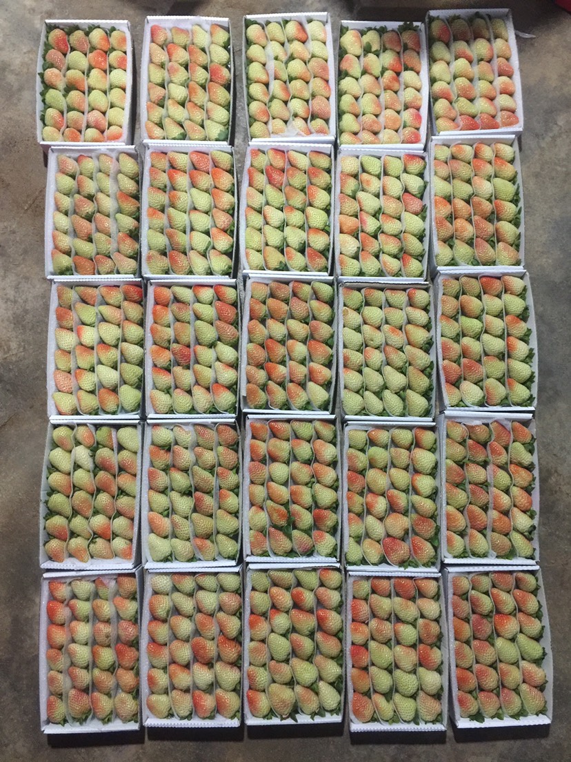  蒙特瑞草莓