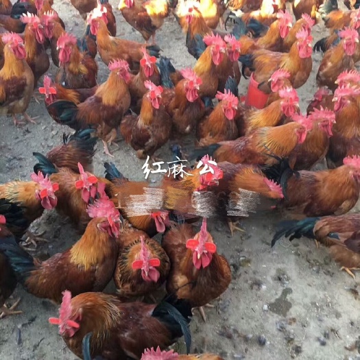 广州 红麻公鸡苗