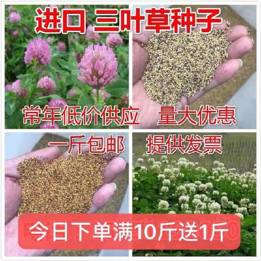 沭阳县三叶草种子 红三叶草籽种子 白三叶种子 绿化草坪种子 护坡种子