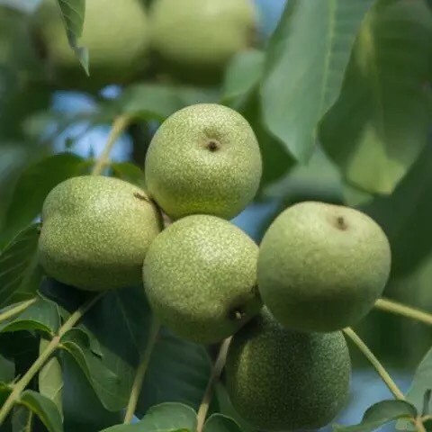 芮城县 预售青皮核桃，价格合理