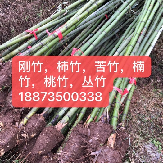 郴州刚竹