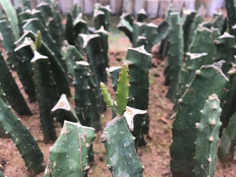  燕窝火龙果苗