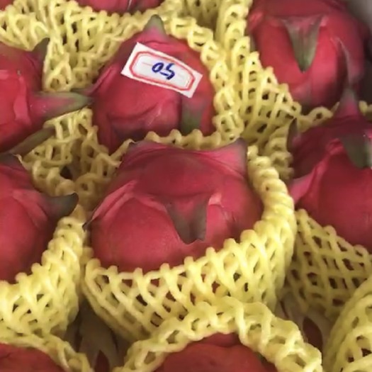 遂溪县 火龙果