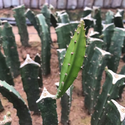 灵山县 燕窝火龙果苗