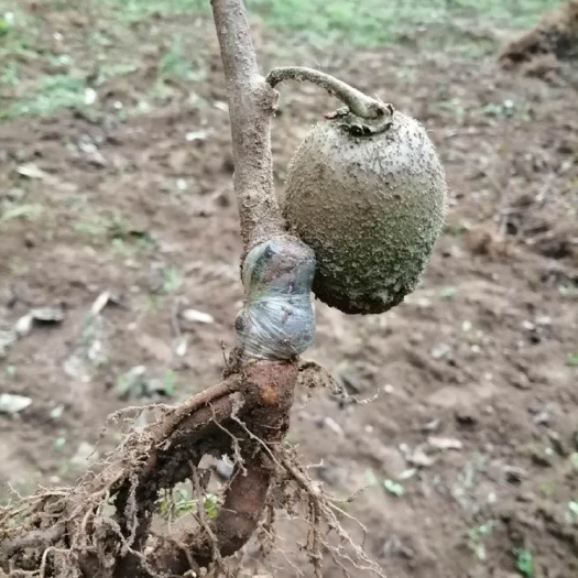 苍溪县徐香猕猴桃苗 徐香猕猴桃嫁接苗产地直供现挖现发保证品质