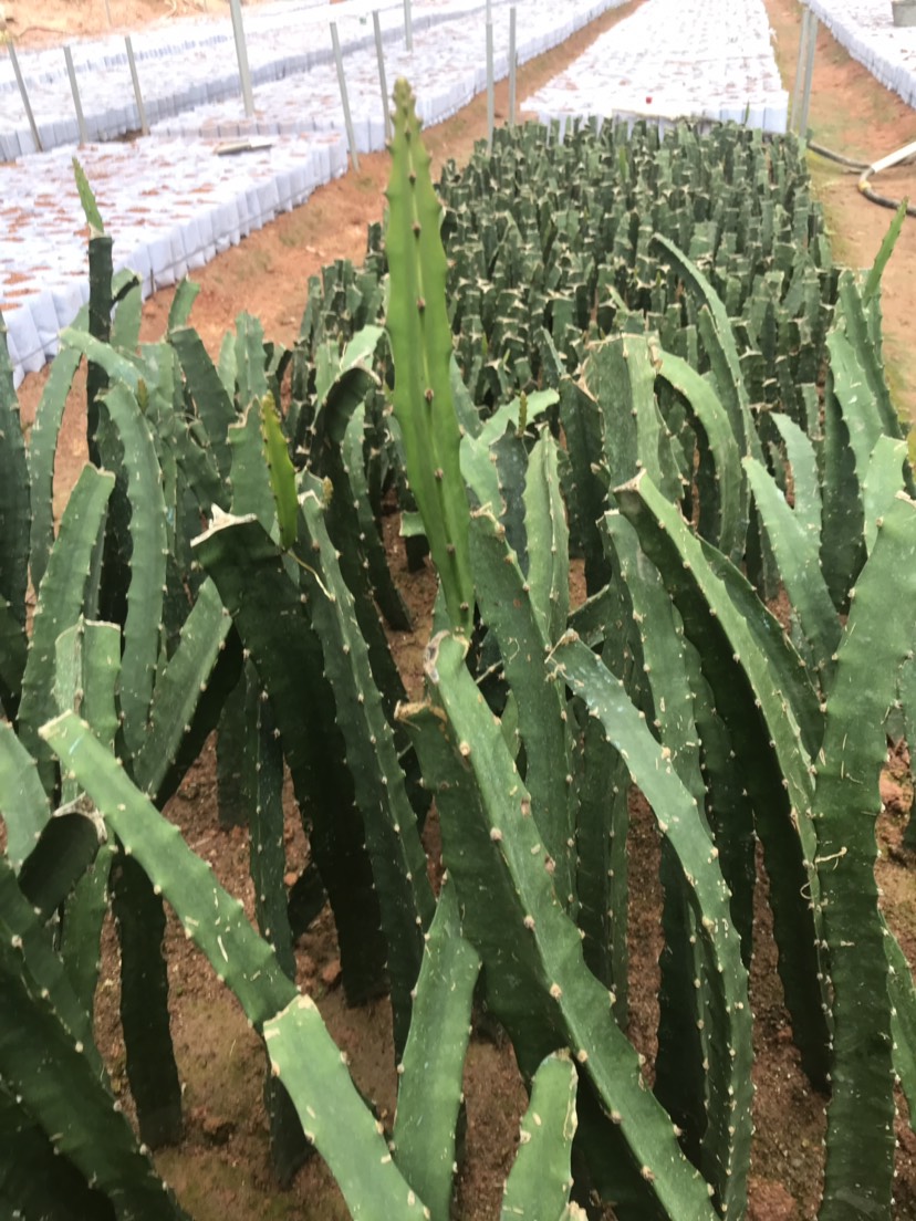  燕窝火龙果苗