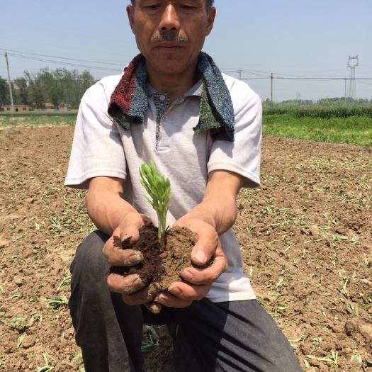 郓城县 高钙菜种子 救心菜种苗 高钙菜 养心菜 费菜 景天三七