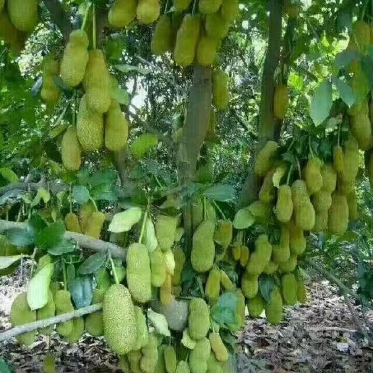 灵山县马来西亚一号菠萝蜜苗  红肉菠萝蜜