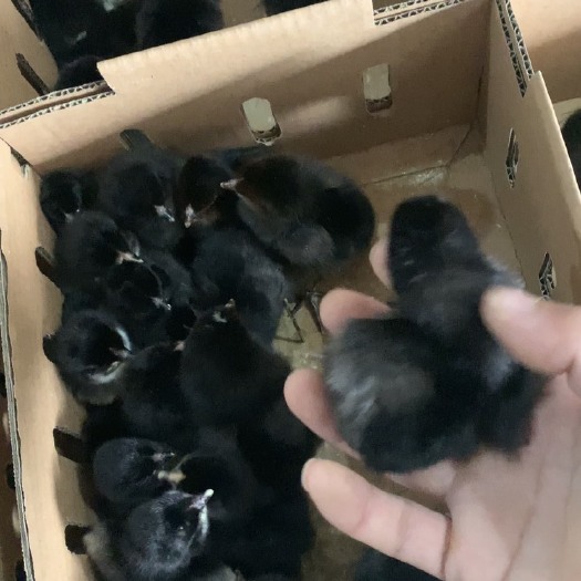 徐州 头把鸡苗