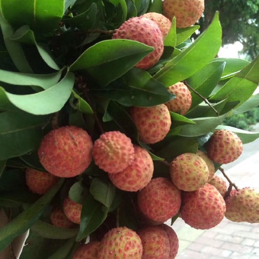 灵山县 白糖樱荔枝苗