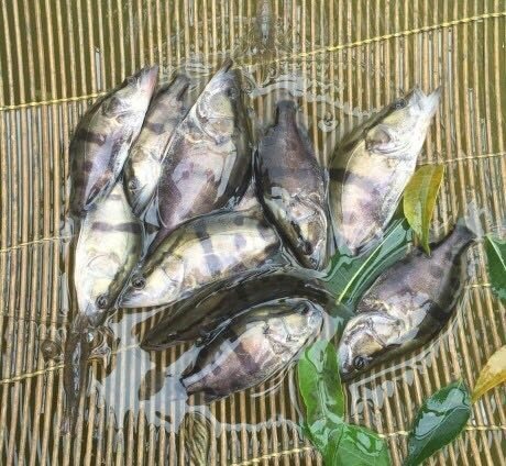 高州市 鳜鱼苗桂花鱼苗