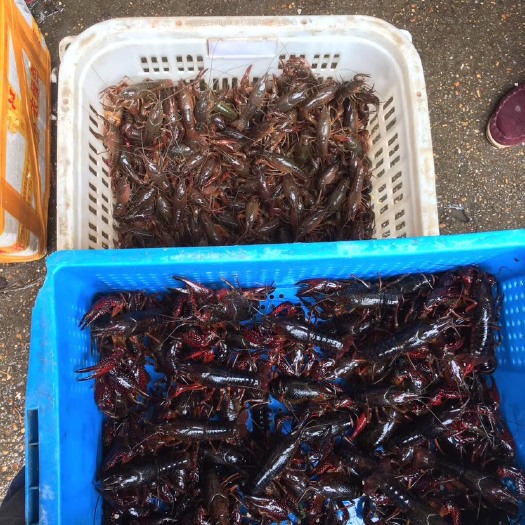南昌青壳小龙虾 4-6钱 湖虾