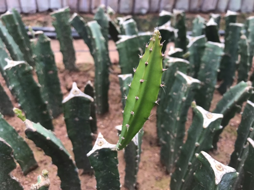  燕窝火龙果苗