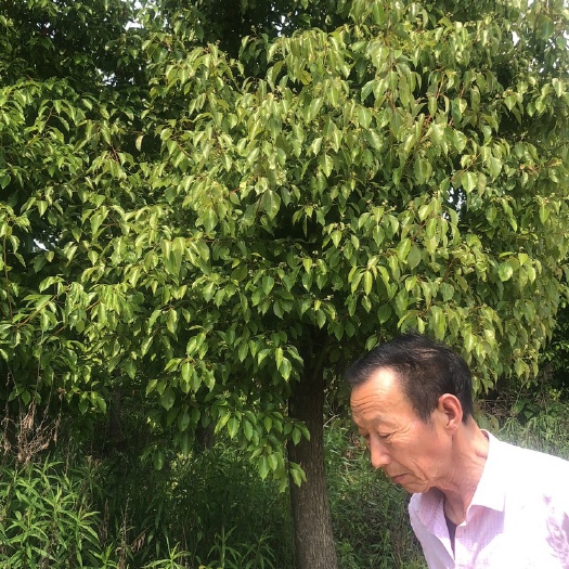 常州 香樟