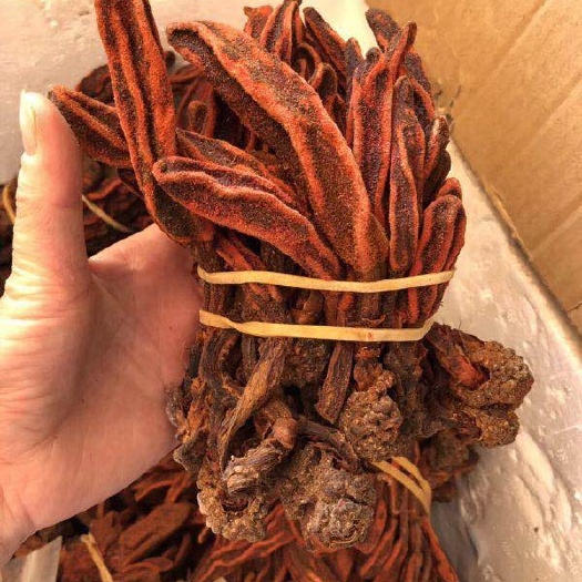文山市中药材回春草 回春草