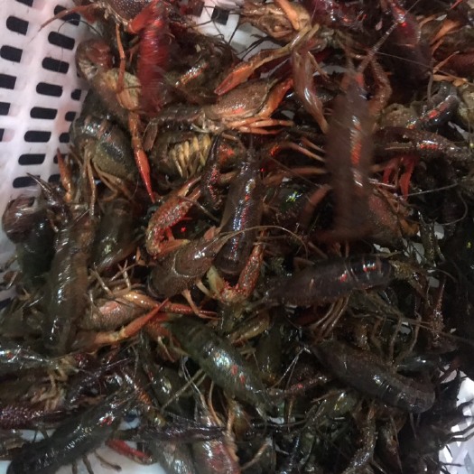 潜江市潜江小龙虾 4-6钱 人工养殖