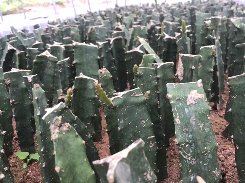  燕窝火龙果苗