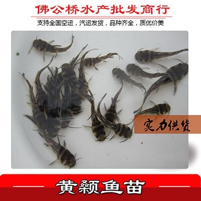 广州 黄颡鱼苗 全雄 杂交 黄骨鱼苗批发