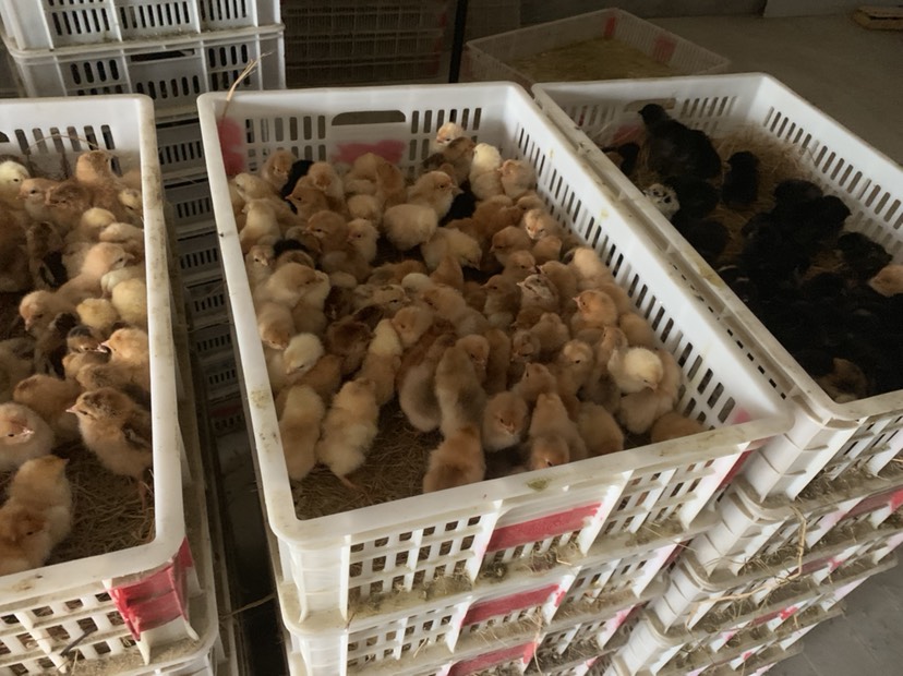 青脚麻鸡苗 你要多少