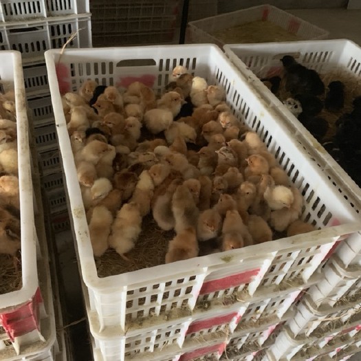 徐州青脚麻鸡苗 你要多少