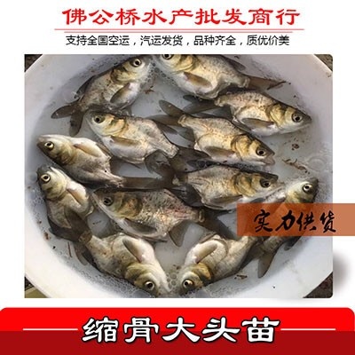 广州 缩骨大头苗 仙骨鳙鱼苗