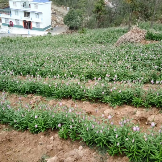 建始县 贝母供应