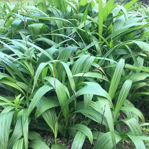 宿松县白花白芨苗 野生白芨紫花，紫花，紫花，紫花，紫花